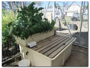 Aquaponics system