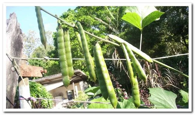 The Inedible Yam Beans