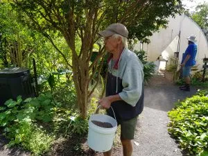 Yandina Community Gardens cover crops
