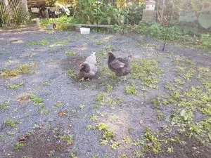 Yandina Community Gardens chickens doing weeding