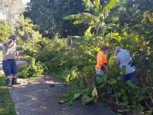 Yandina Community Gardens clearing weed trees from perimeter