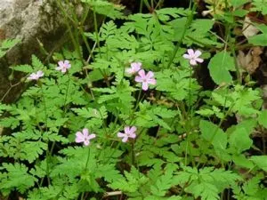 Herb-Robert