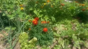 Diverse cover crops at Yandina Community Gardens