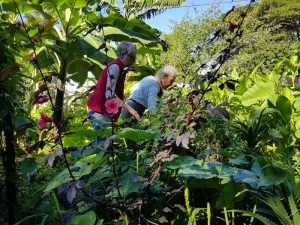 Yandina Community Gardens volunteers looking for propagating material