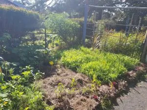 Yandina Community Gardens thriving garden beds