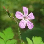 geranium-robertianum