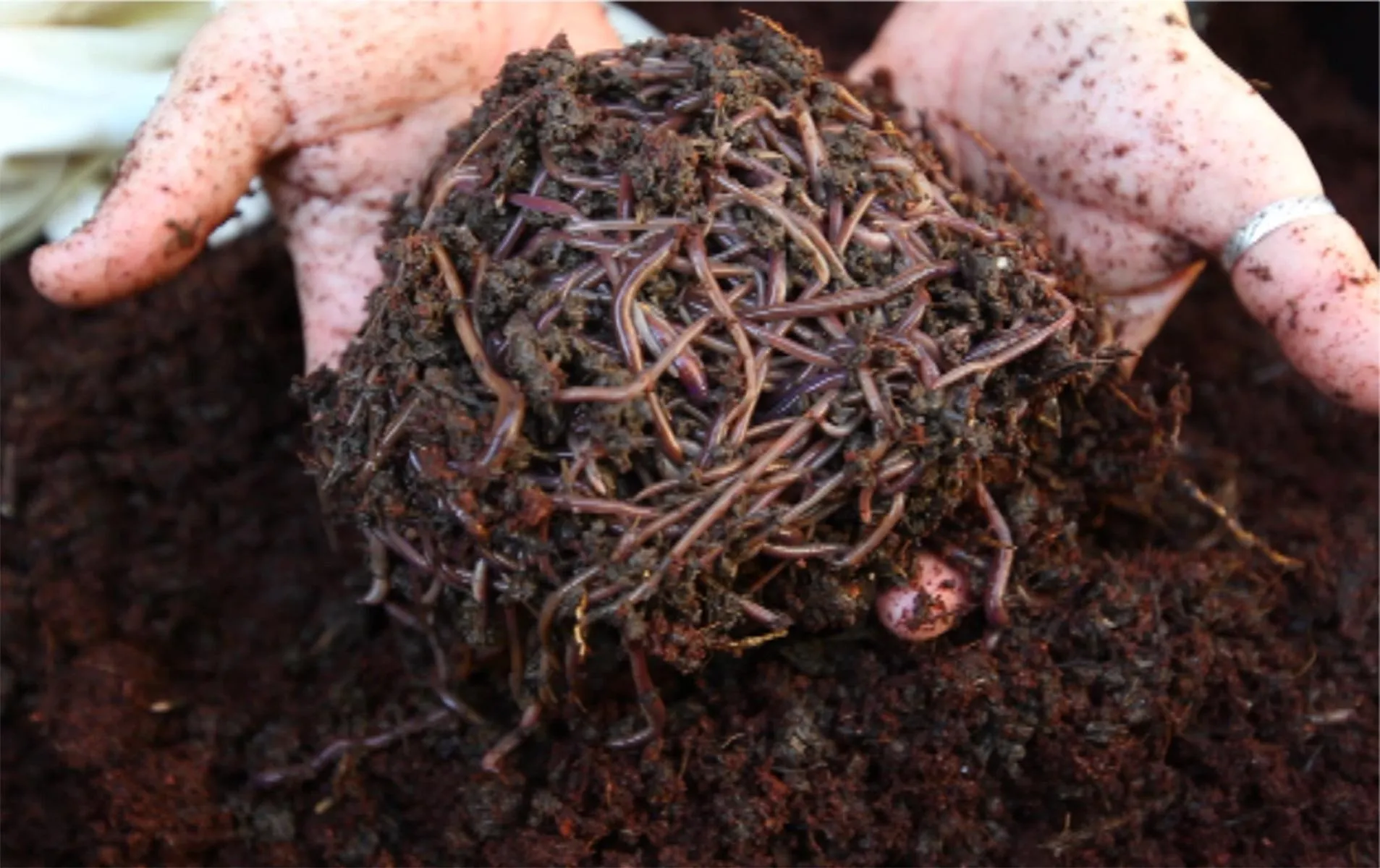 Saturday 6th February 2021, 4pm to 6pm, Composting and Worm farming at home