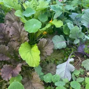 Saturday 6 Dec - What is Permaculture?