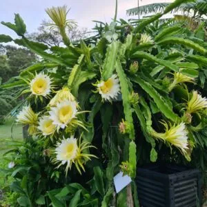 Sat February 28 2026 - How To Grow Dragon Fruit