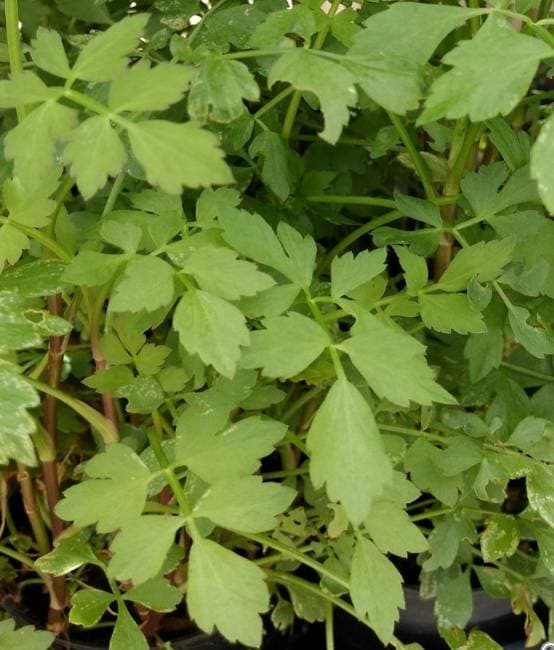Java Dropwort Water Celery (Oenanthe javanica) | Yandina Community Gardens
